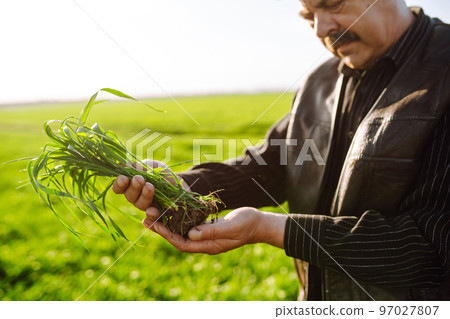 Young green wheat sprout in the hands of a farmer. Agriculture, gardening or ecology concept. 97027807