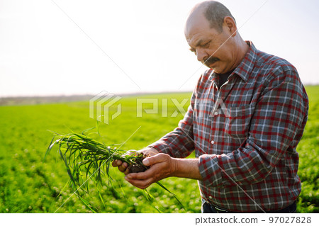 Young Green wheat seedlings in the hands of a farmer. Ripening ears of wheat field. 97027828