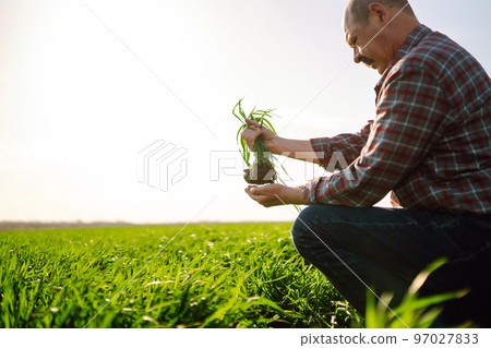 Young Green wheat seedlings in the hands of a farmer. Ripening ears of wheat field. 97027833