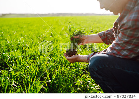 Young Green wheat seedlings in the hands of a farmer. Checking wheat field progress. 97027834