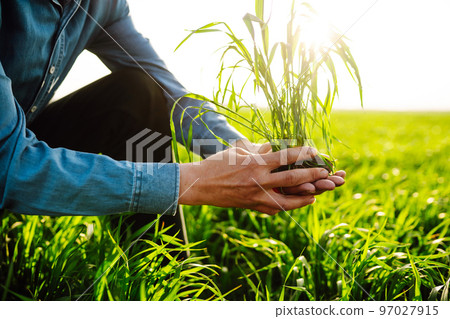Young Green wheat seedlings in the hands of a farmer. Ripening ears of wheat field. Young Green wheat seedlings in the hands of a farmer. Ripening ears of wheat field. 97027915
