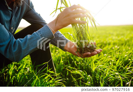 Young Green wheat seedlings in the hands of a farmer. Ripening ears of wheat field. Young Green wheat seedlings in the hands of a farmer. Ripening ears of wheat field. 97027916