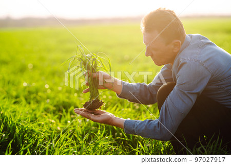Young Green wheat seedlings in the hands of a farmer. Ripening ears of wheat field. Young Green wheat seedlings in the hands of a farmer. Ripening ears of wheat field. 97027917