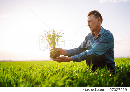 Young Green wheat seedlings in the hands of a farmer. Ripening ears of wheat field. Young Green wheat seedlings in the hands of a farmer. Ripening ears of wheat field. 97027919