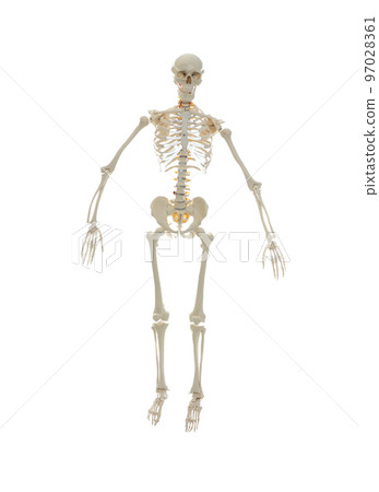 Artificial human skeleton model isolated on white Artificial human skeleton model isolated on white 97028361