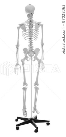 Artificial human skeleton model isolated on white 97028362