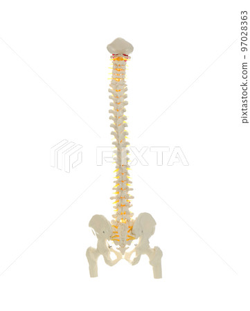 Artificial human spine model isolated on white 97028363
