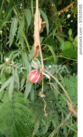 Okinawa sparrow gourd in color in December 97028588