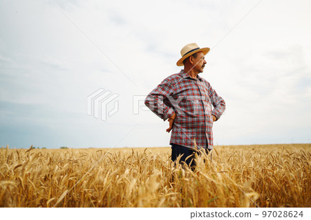 Farmer in the hat in a wheat field checking crop. Agriculture, gardening or ecology concept. Farmer in the hat in a wheat field checking crop. Agriculture, gardening or ecology concept. 97028624