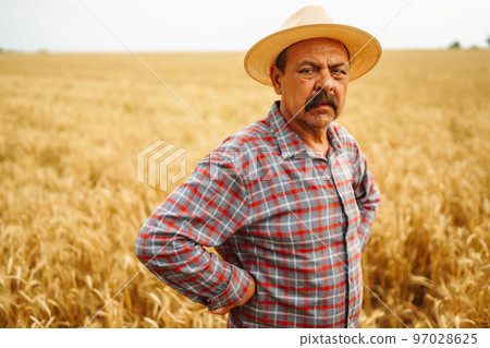 Farmer in the hat in a wheat field checking crop. Agriculture, gardening or ecology concept. 97028625