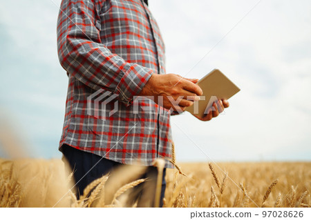 Farmer checking wheat field progress, holding tablet using internet. Smart farming and digital agriculture. 97028626