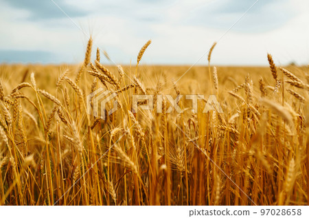 backdrop of ripening ears of yellow wheat field on the sunset cloudy orange sky background. 97028658