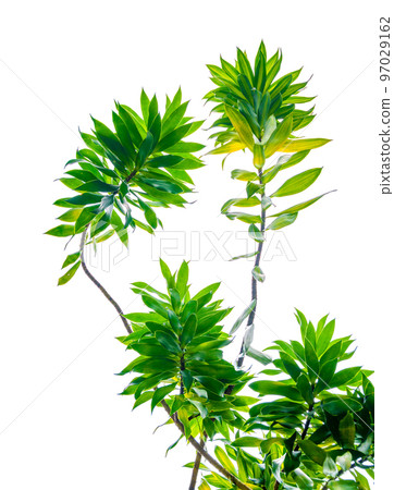 Fragrant Dracaena Tree Dracaena fragrans white background 97029162
