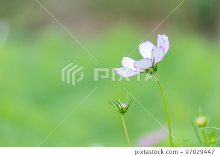 大波斯菊 大波斯菊 97029447