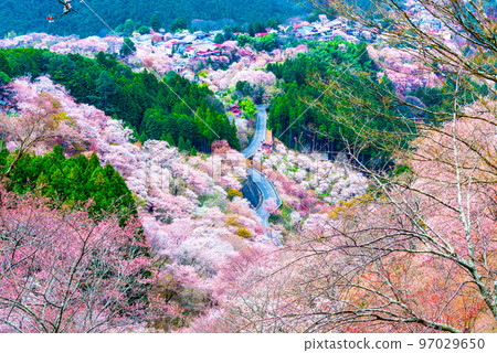 吉野山千櫻(奈良縣吉野郡吉野町)春天 吉野山千櫻(奈良縣吉野郡吉野町)春天 97029650
