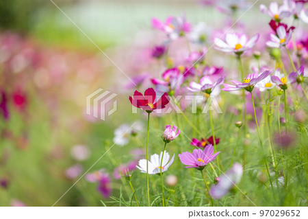 大波斯菊 大波斯菊 97029652