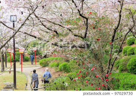Cherry blossom festival in the park "Saga Prefecture" Cherry blossom festival in the park "Saga Prefecture" 97029730