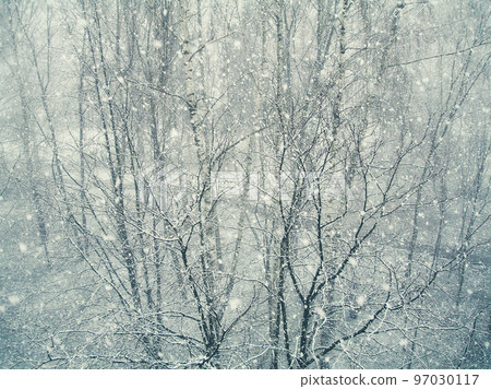 Birches under the snowfall. Real falling snow. Winter wallpaper. Natural background. Birches under the snowfall. Real falling snow. Winter wallpaper. Natural background. 97030117
