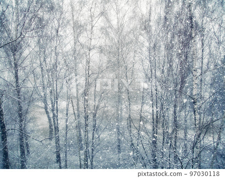 Birches under the snowfall. Real falling snow. Winter wallpaper. Natural background. Birches under the snowfall. Real falling snow. Winter wallpaper. Natural background. 97030118