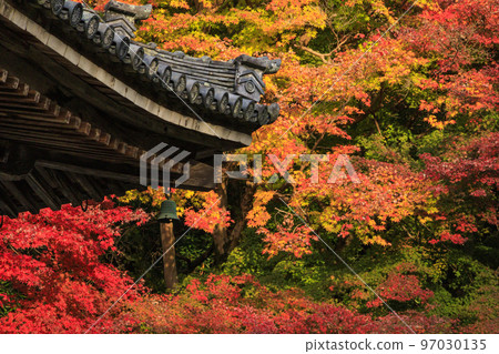 充滿秋色的岡寺三重塔和紅葉手水 97030135