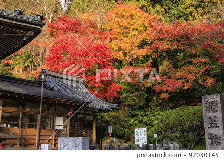 充滿秋色的岡寺三重塔和紅葉手水 97030145