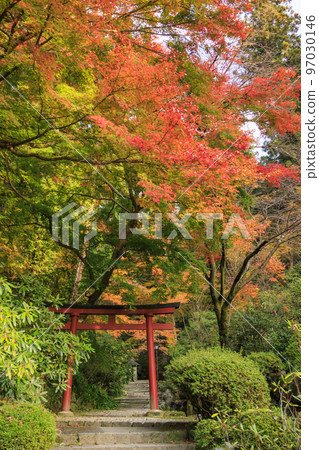充滿秋色的岡寺三重塔和紅葉手水 充滿秋色的岡寺三重塔和紅葉手水 97030146