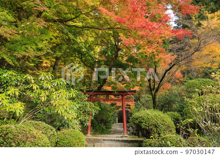 充滿秋色的岡寺三重塔和紅葉手水 97030147