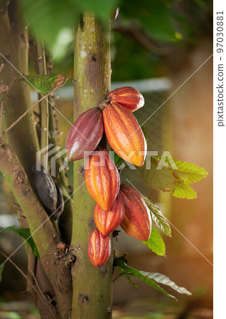 Cacao pods in farm garden 97030881