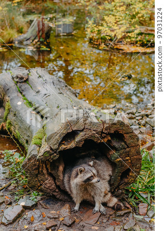 Gorgeous raccoon cute peeks out of a hollow in the bark of a large tree. Raccoon (Procyon lotor) also known as North American raccoon sitting hidden in old hollow trunk. Wildlife scene. Habitat North Gorgeous raccoon cute peeks out of a hollow in the bark of a large tree. Raccoon (Procyon lotor) also known as North American raccoon sitting hidden in old hollow trunk. Wildlife scene. Habitat North 97031224
