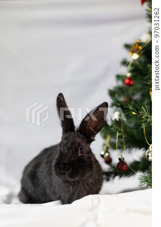 Portrait of little black rabbit near Christmas tree. Closeup.  97031262