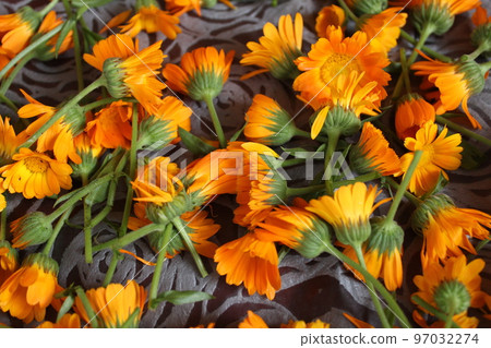 the background is made up of the flowers of yellow orange marigolds of calendula. Collection of seeds of flowers of medicinal herbs of plants. Preparation for planting sowing. Medicine m 97032274