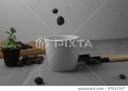 planting and transplanting plants from a pot to a pot. Watering plant care. House plants 97032307