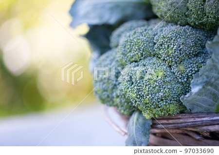 Broccoli in a basket on a natural green background, space for text Broccoli in a basket on a natural green background, space for text 97033690