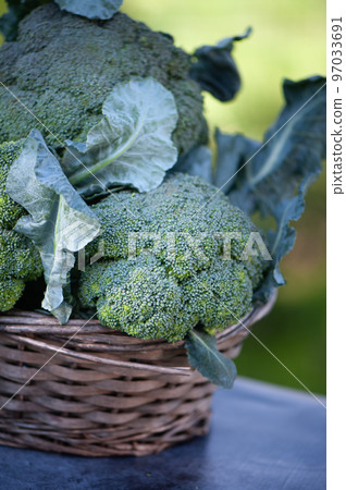 Broccoli in a basket close-up on a natural green background Broccoli in a basket close-up on a natural green background 97033691