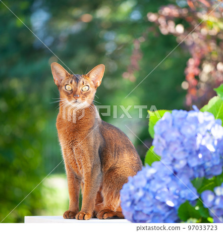 Abyssinian cat, sitting on a terrace with flowers blue hydrangea. High quality advertising stock photo. Pets walking in the summer Abyssinian cat, sitting on a terrace with flowers blue hydrangea. High quality advertising stock photo. Pets walking in the summer 97033723