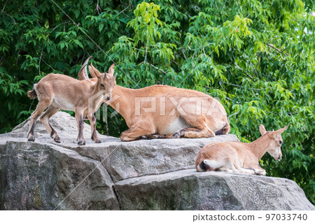 Markhor goatlings jump on the rocks. Markhor, Capra falconeri 97033740