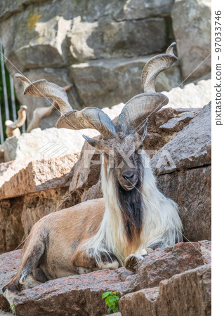 Close-up portrait of Markhor, Capra falconeri, wild goat native to Central Asia, Karakoram and the Himalayas Close-up portrait of Markhor, Capra falconeri, wild goat native to Central Asia, Karakoram and the Himalayas 97033746