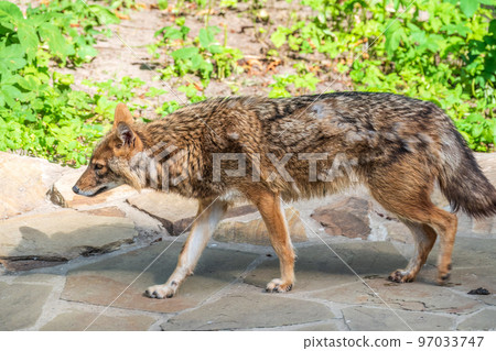 Gray wolf in forest on the green grass. The wolf, Canis lupus Gray wolf in forest on the green grass. The wolf, Canis lupus 97033747