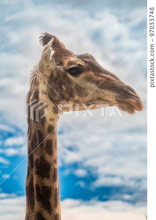 Close-up giraffe head on blue sky background 97033748