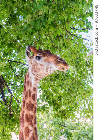 Close-up giraffe head on green leaves background Close-up giraffe head on green leaves background 97033749