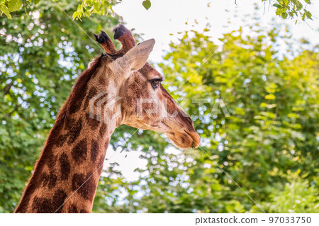 Close-up giraffe head on green leaves background Close-up giraffe head on green leaves background 97033750