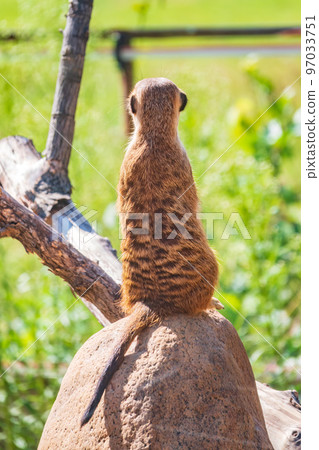 Meerkat, Suricata suricatta, on hind legs. Portrait of meerkat standing on hind legs with alert expression. Portrait of a funny meerkat sitting on its hind legs. Meerkat, Suricata suricatta, on hind legs. Portrait of meerkat standing on hind legs with alert expression. Portrait of a funny meerkat sitting on its hind legs. 97033751