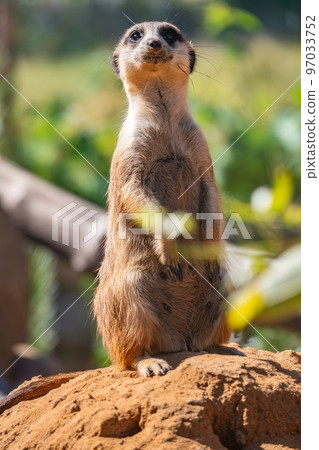 Meerkat, Suricata suricatta, on hind legs. Portrait of meerkat standing on hind legs with alert expression. Portrait of a funny meerkat sitting on its hind legs. Meerkat, Suricata suricatta, on hind legs. Portrait of meerkat standing on hind legs with alert expression. Portrait of a funny meerkat sitting on its hind legs. 97033752