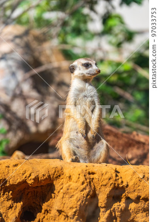 Meerkat, Suricata suricatta, on hind legs. Portrait of meerkat standing on hind legs with alert expression. Portrait of a funny meerkat sitting on its hind legs. Meerkat, Suricata suricatta, on hind legs. Portrait of meerkat standing on hind legs with alert expression. Portrait of a funny meerkat sitting on its hind legs. 97033753