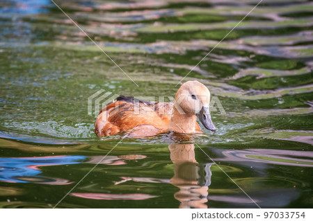 Ruddy Shelduck, or red duck, lat. Tadorna ferruginea, swimming on a lake. Ruddy Shelduck, or red duck, lat. Tadorna ferruginea, swimming on a lake. 97033754