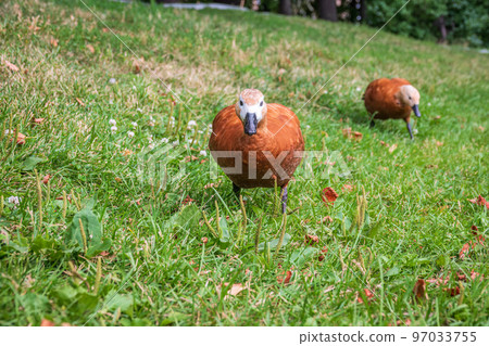 The ruddy shelduck walks across the green lawn. The ruddy shelduck walks across the green lawn. 97033755