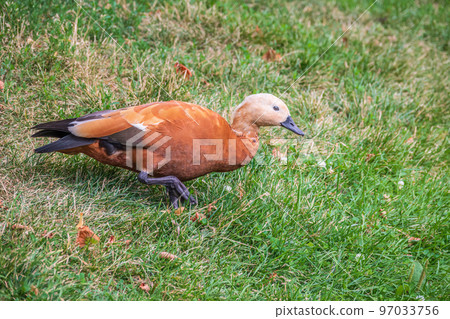The ruddy shelduck walks across the green lawn. 97033756
