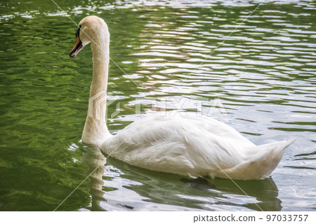 A graceful white swan swimming on a lake with dark water. The white swan is reflected in the water A graceful white swan swimming on a lake with dark water. The white swan is reflected in the water 97033757