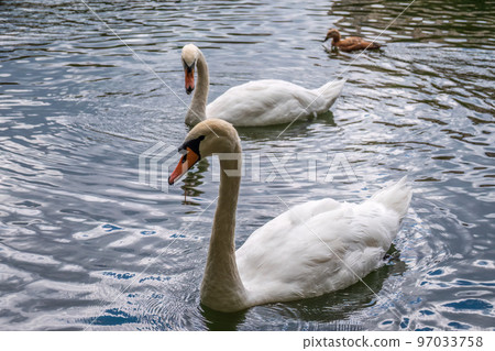 Two graceful white swans swim in the dark water. Two graceful white swans swim in the dark water. 97033758