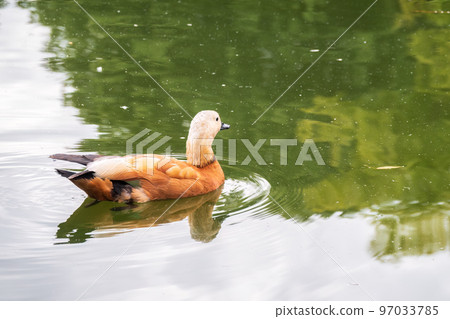 Ruddy Shelduck, or red duck, lat. Tadorna ferruginea, swimming on a lake. 97033785